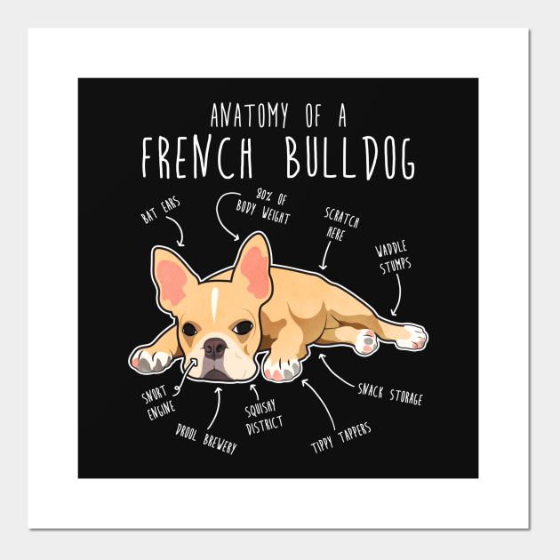 French Bulldog Anatomy French Bulldog Posters and Art Prints